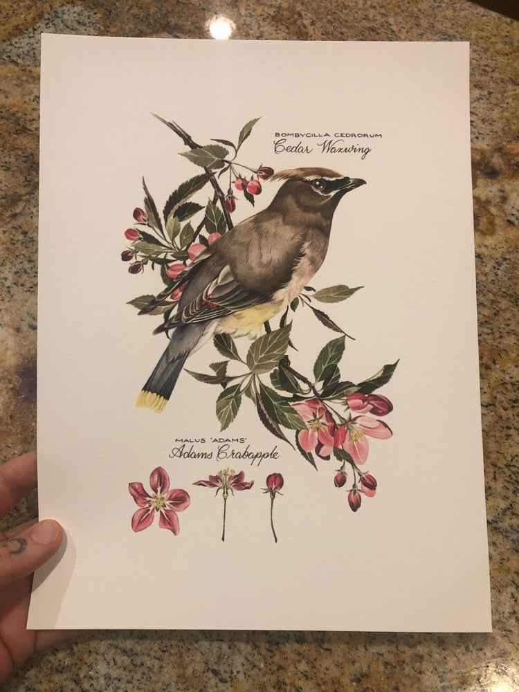 Image of Cedar Waxwing Print
