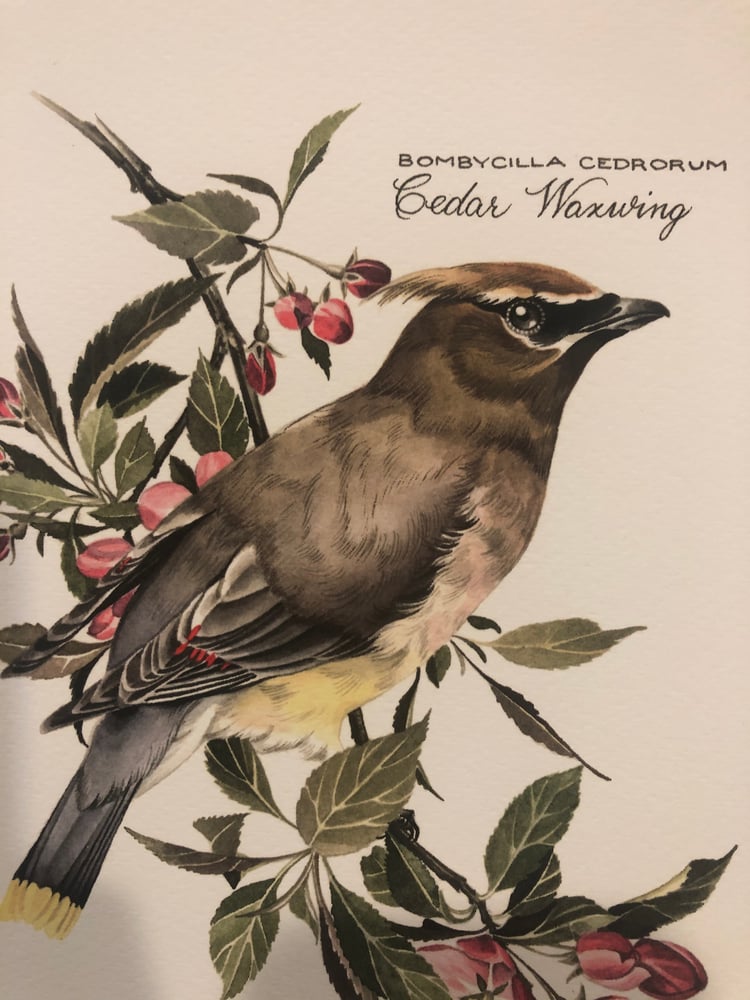 Image of Cedar Waxwing Print