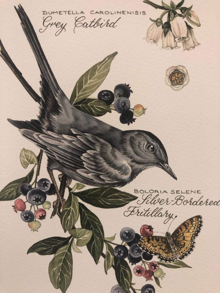 Image of Grey Catbird