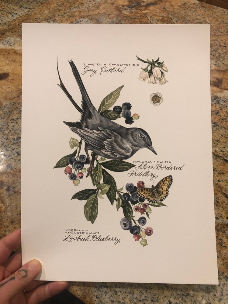 Image of Grey Catbird