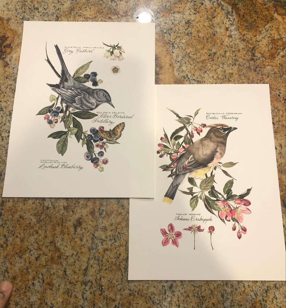 Image of Cedar Waxwing and Grey Catbird Pair