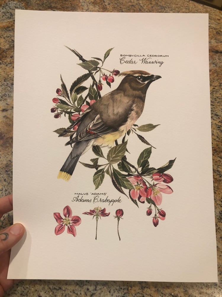 Image of Cedar Waxwing and Grey Catbird Pair
