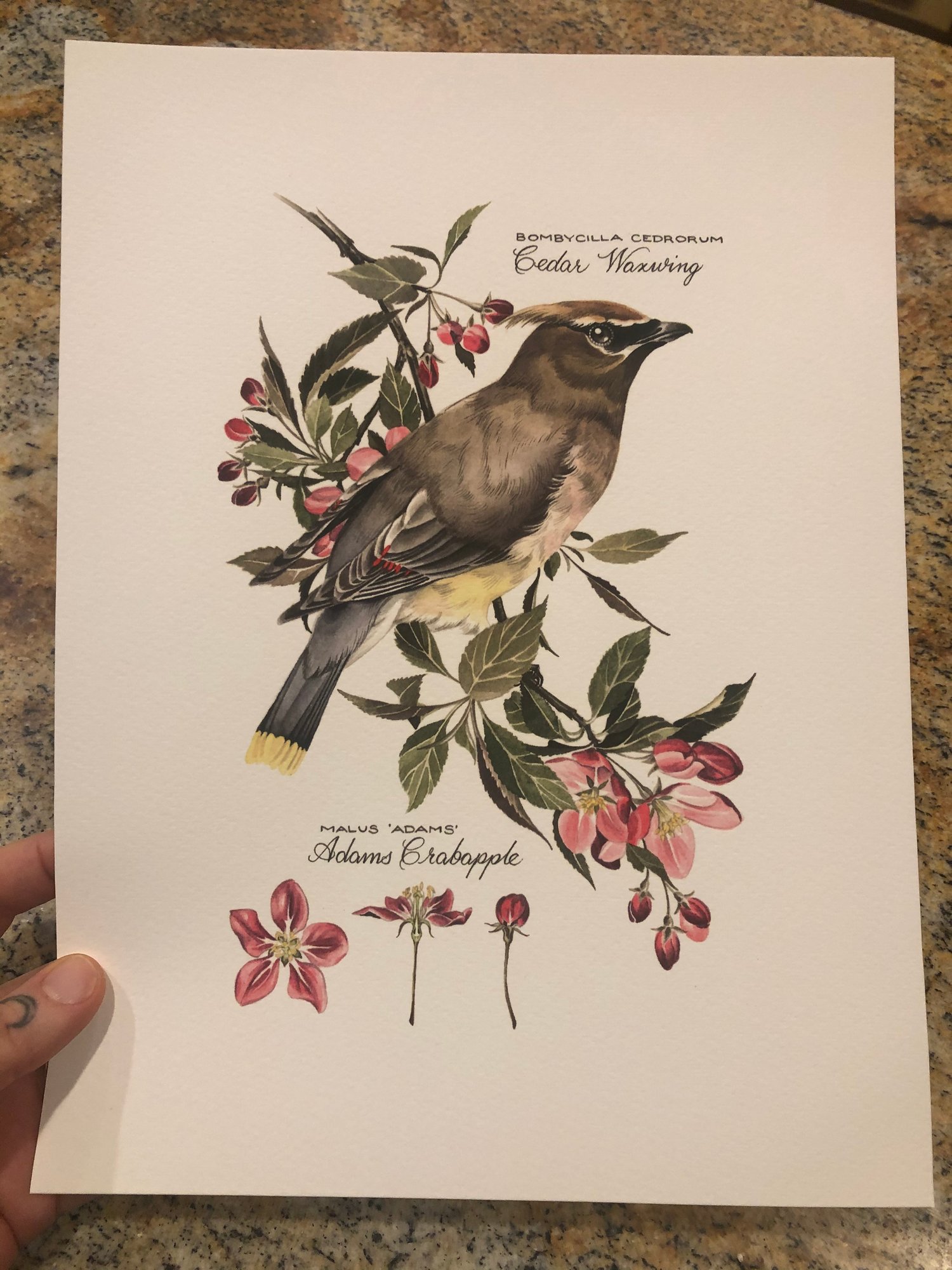 Image of Cedar Waxwing and Grey Catbird Pair