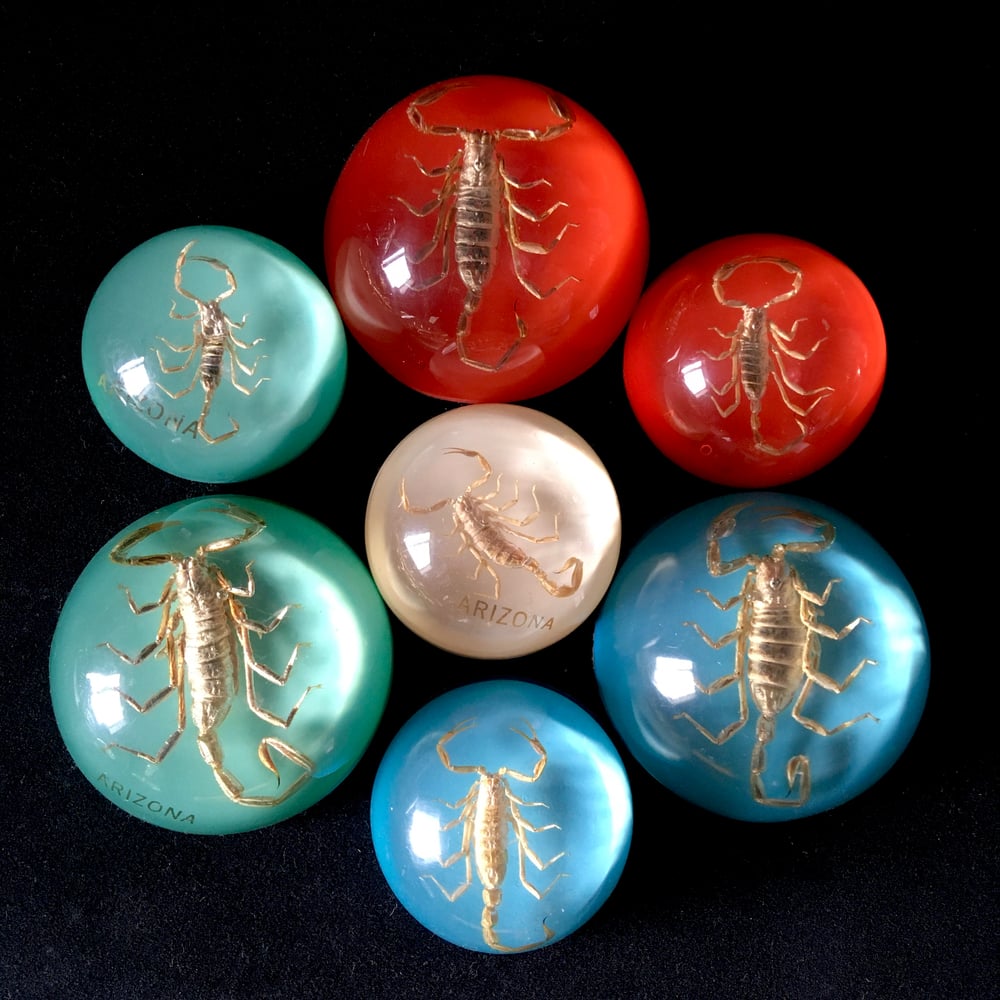 Scorpion paperweight