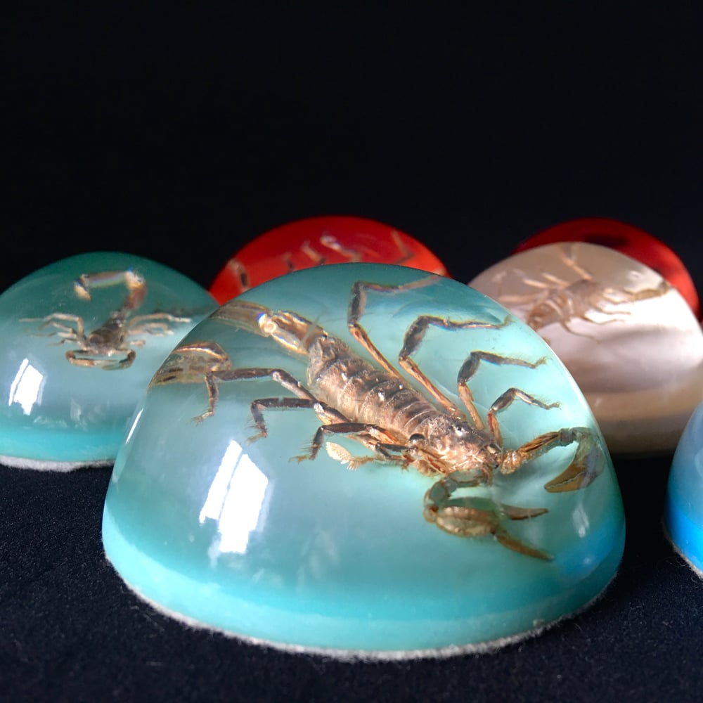 Scorpion paperweight