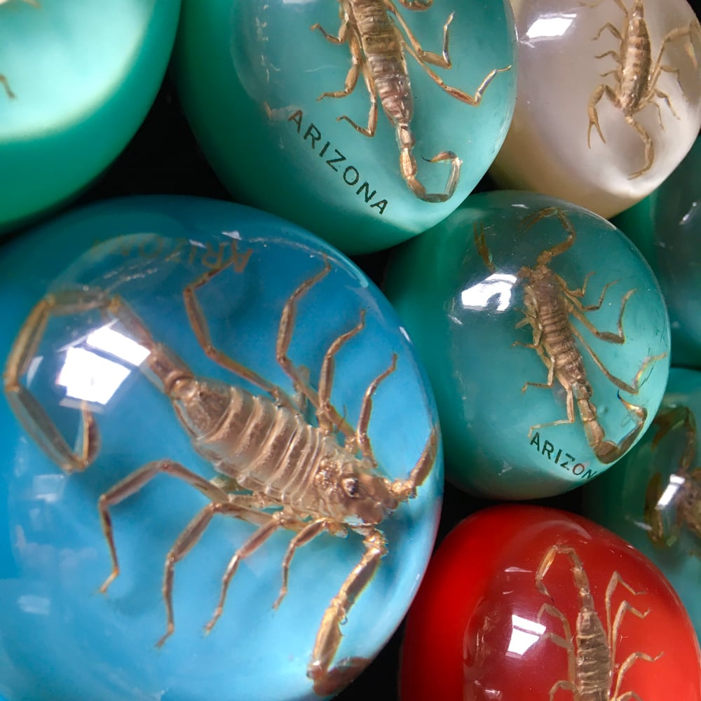 Scorpion paperweight