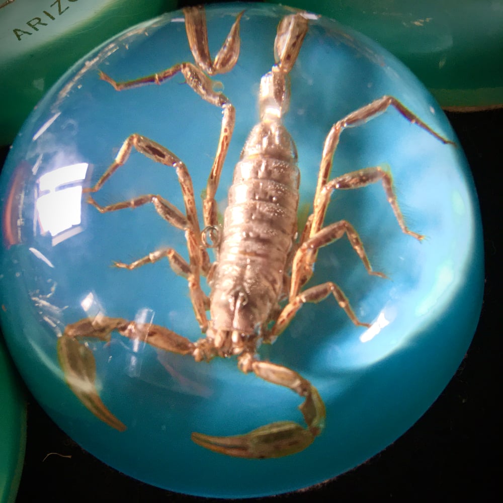 Scorpion paperweight