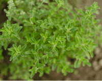 Image 2 of Super Strength Wild Oil of Oregano