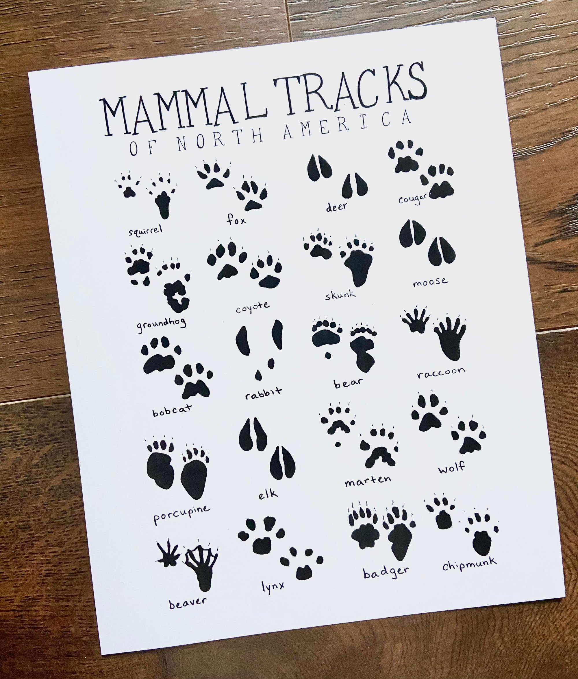 North American Animal Tracks