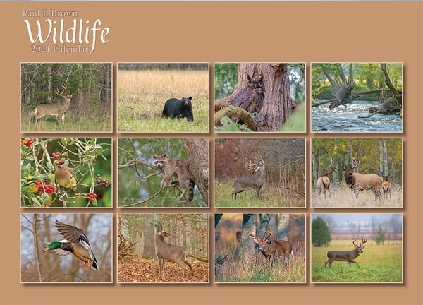 Image of 2021 Wildlife Calendar 
