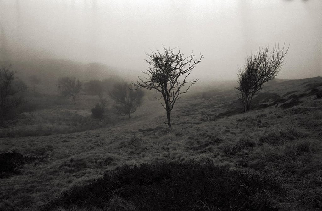 Image of Artist Print. "Heathers Hill 1"