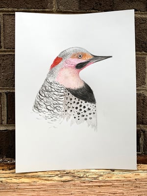 "Northern Flicker" 1st edition print