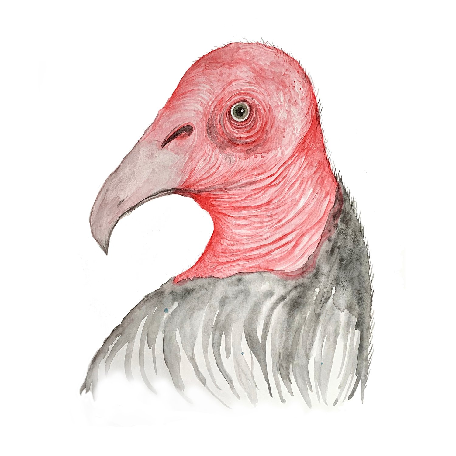 "Turkey Vulture" 1st edition print