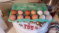 Dozen Mixed Eggs for Hatching