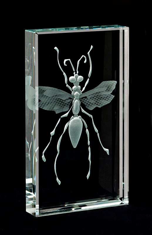 Image of Hunter Wasp Paperweights