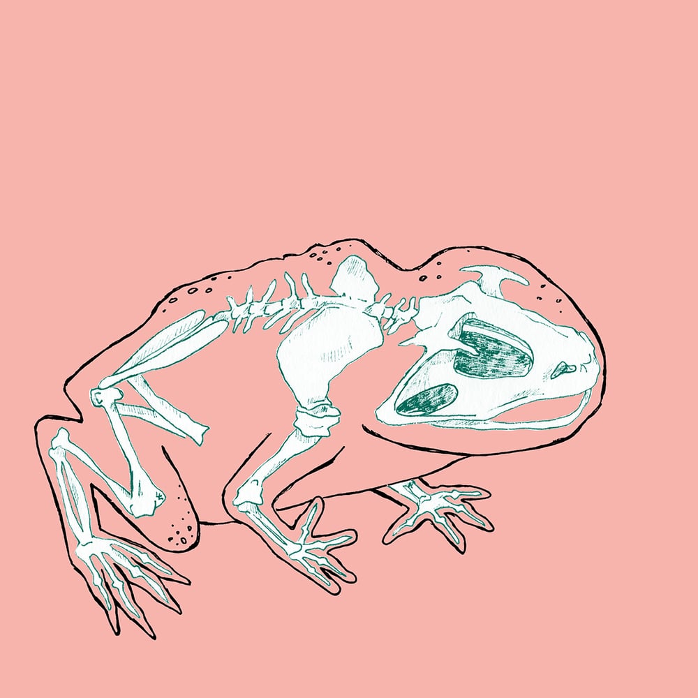 Toad  - Skin and Bones series 