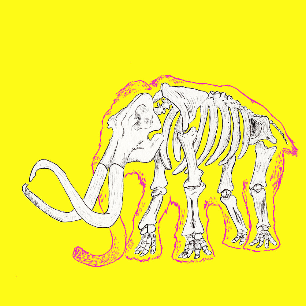 Yellow Mammoth - Skin and Bone series 