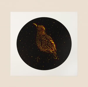 Image of MIDNIGHT STARLING ORANGE
