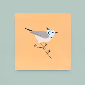 Image of CRESTED TIT