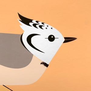 Image of CRESTED TIT