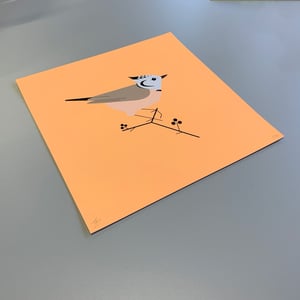 Image of CRESTED TIT