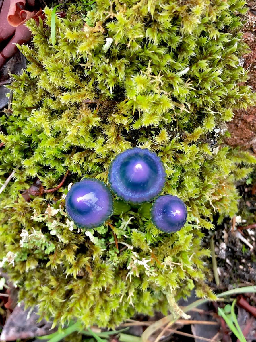 Image of Triple purple and green mushroom plant spike