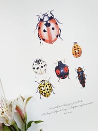 Image 3 of Ladybug Life Cycle Watercolor Illustration PRINT 