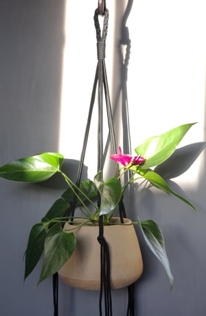 Image of Paracord Hanging planter