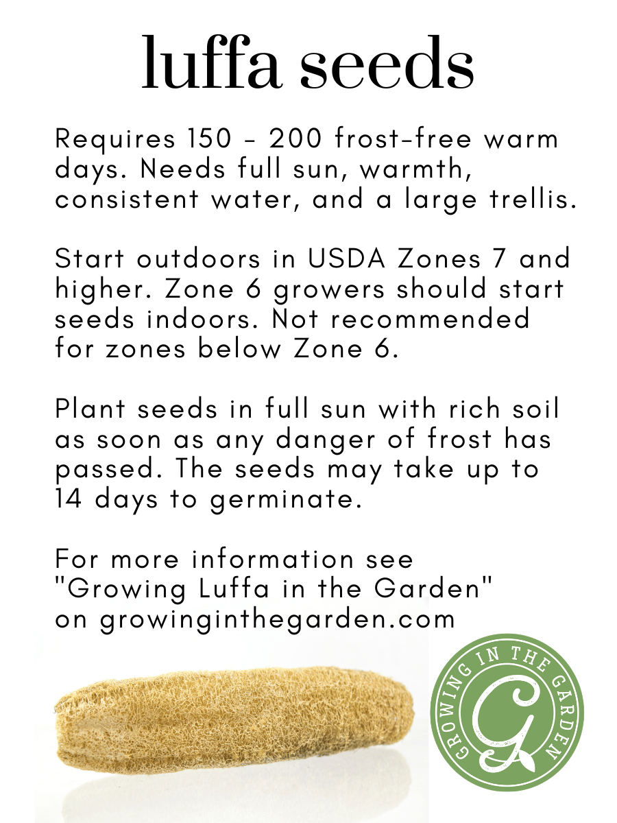 Luffa (loofah) seeds | Growing in the Garden best loofah seeds