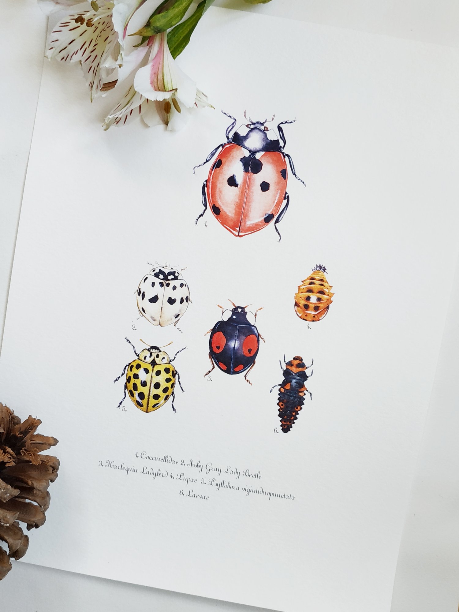 Image of Ladybug Life Cycle Watercolor Illustration PRINT 