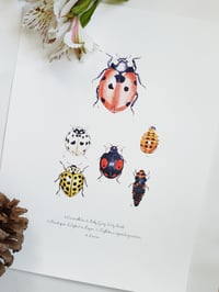 Image 2 of Ladybug Life Cycle Watercolor Illustration PRINT 