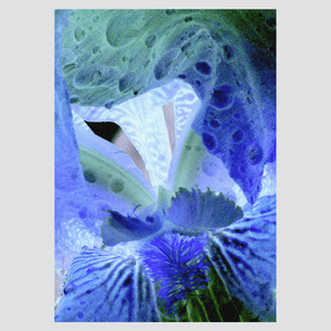 Iris diptyque