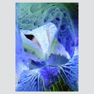 Iris diptyque