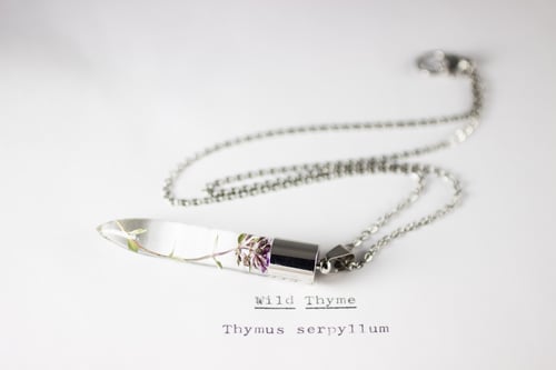 Image of Wild Thyme (Thymus serpyllum) - Medium #3