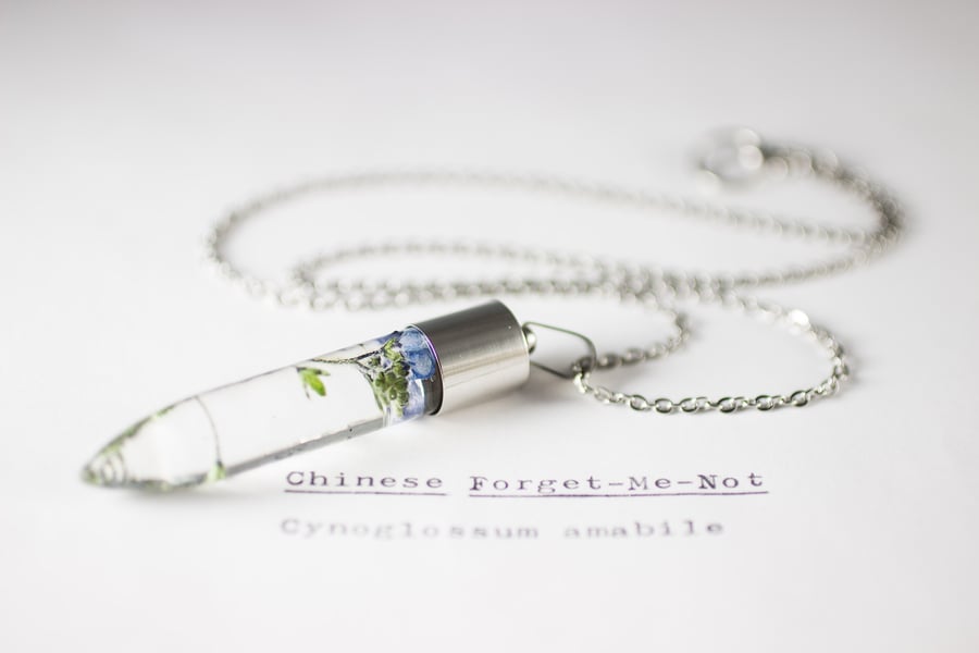 Image of Chinese Forget-Me-Not (Cynoglossum amabile) - Medium #2