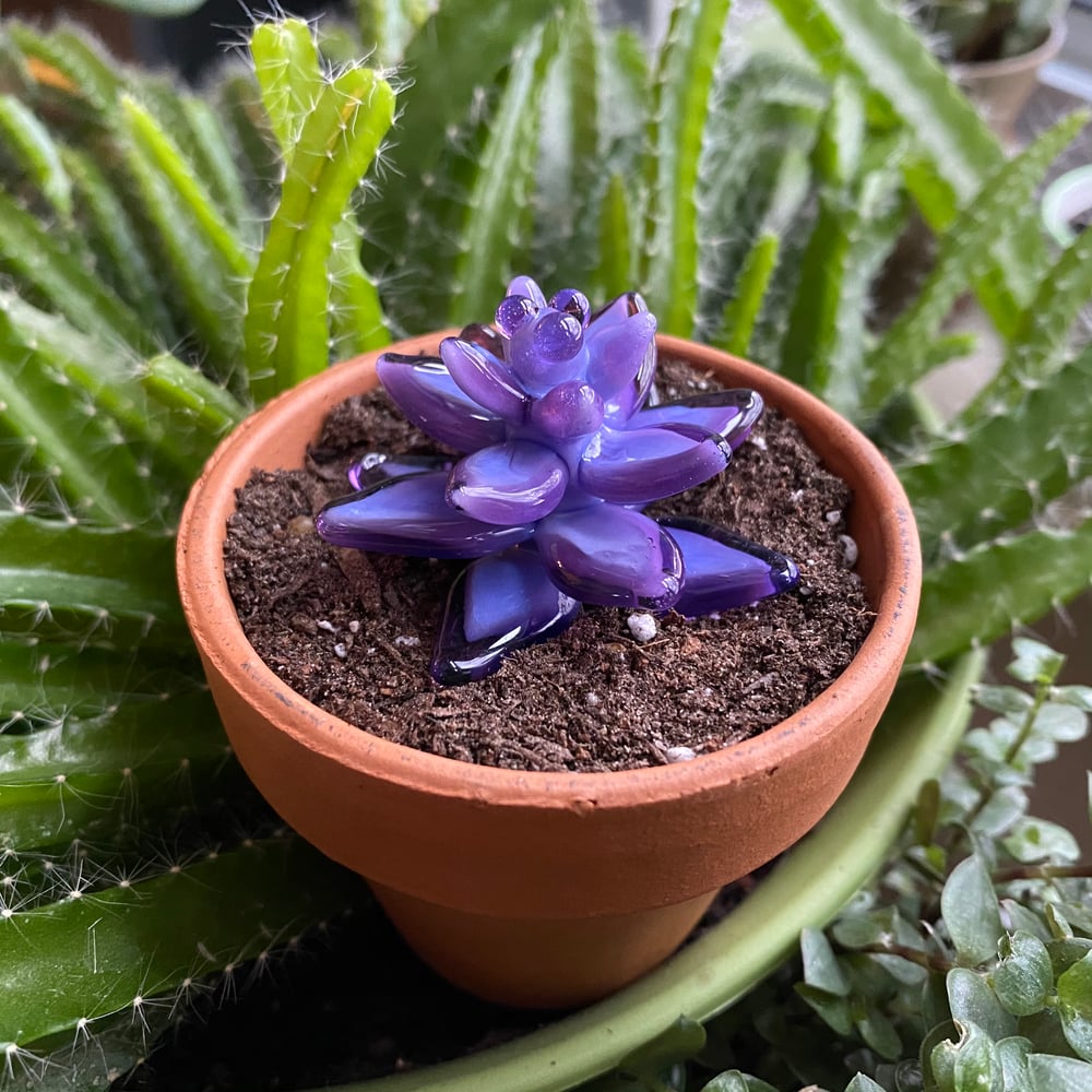 Purple Succa