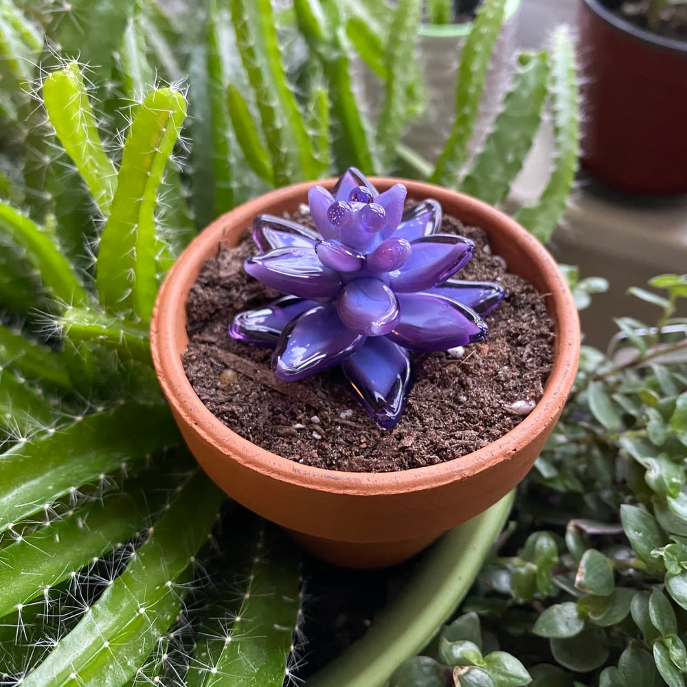 Purple Succa