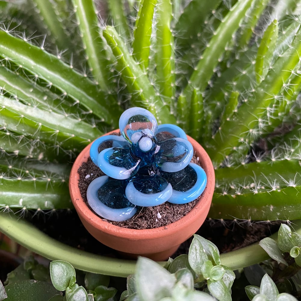 Blue Succa