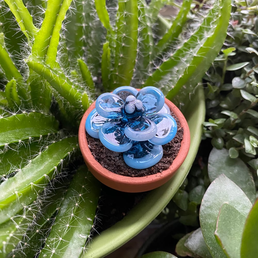Blue Succa