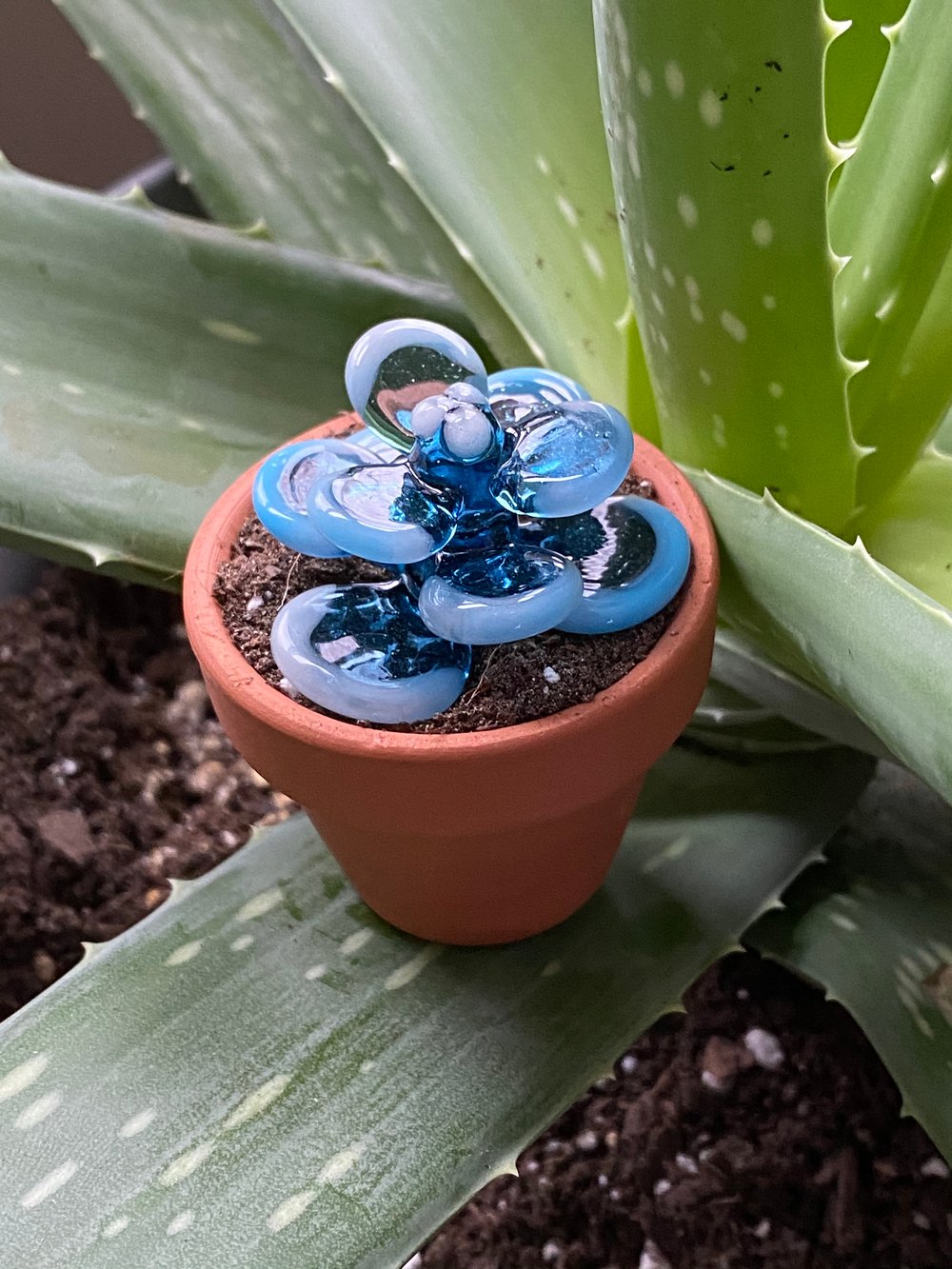 Blue Succa
