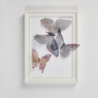 Butterfly Frame 4