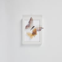 Butterfly Frame 6