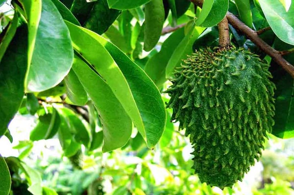 Image of Soursop Leaves 