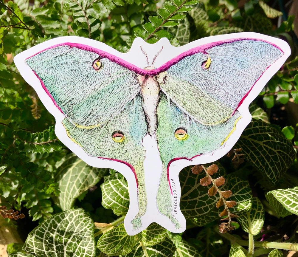 Image of Luna Moth Sticker
