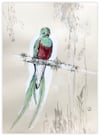 Le Quetzal resplendissant sur sa branche / 26 cm x 36 cm