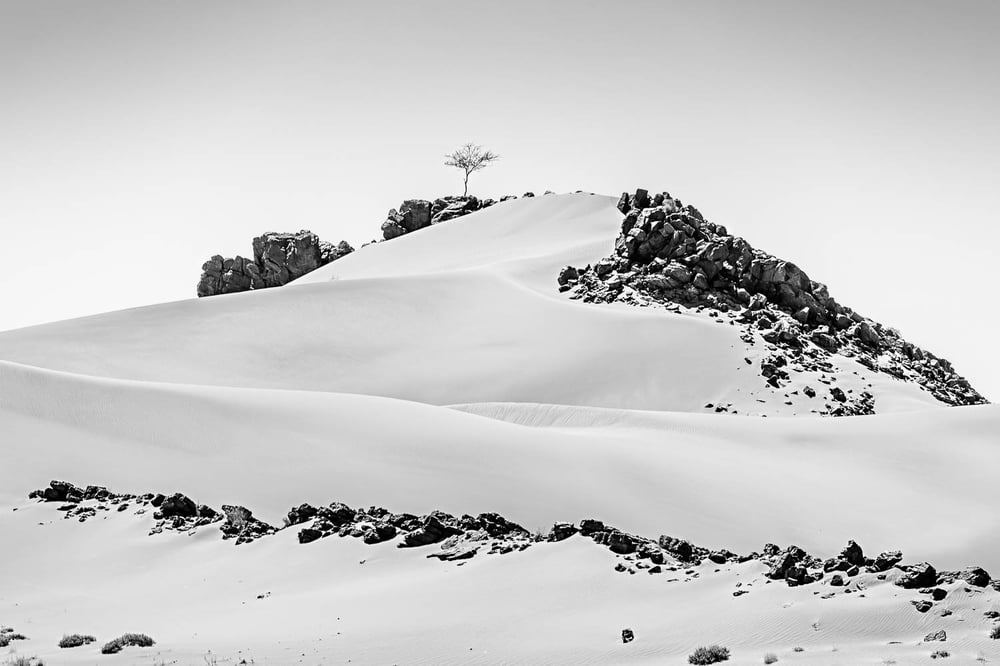 Image of The lone tree - Morocco