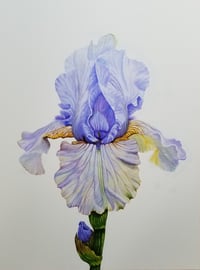 Image 1 of August Treat Bearded Iris 