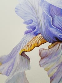 Image 4 of August Treat Bearded Iris 
