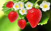 Petals and Strawberries