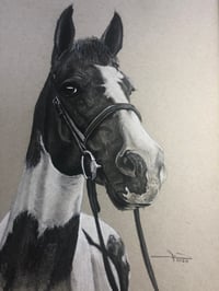 Image 4 of Horse Portrait